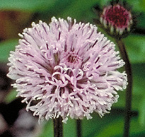 image of bog buttons flower